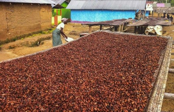 La explotación del cacao pone en riesgo a los bosques