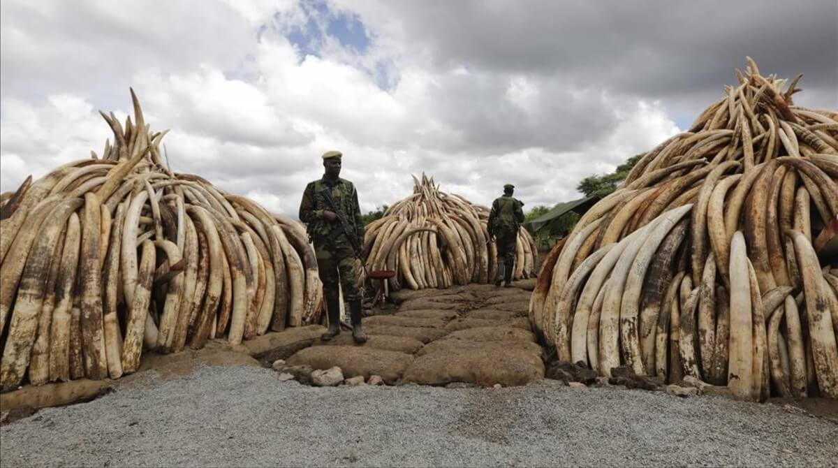 La caza furtiva por el marfil y la destrucción de sus hábitats han reducido la población a 415.000 ejemplares