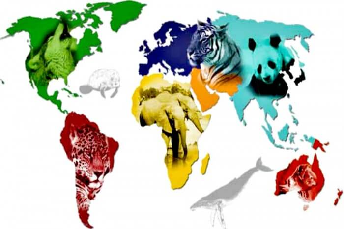 África ha visto en los últimos años un aumento de la caza furtiva de elefantes y rinocerontes