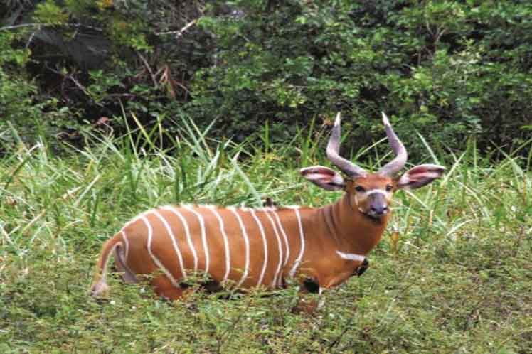 Los ministros de ambiente de Angola, Portugal, Marruecos y Congo expresaron hoy aquí el interés de cooperar conjuntamente en la protección de la naturaleza con la participación de las comunidades.