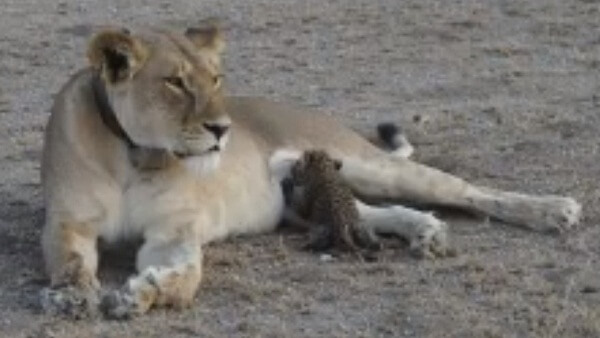 Leona amamantando a un Leopardo 