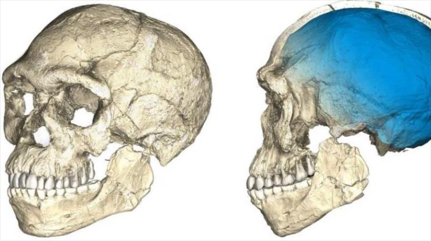 Calavera del fósil encontrado en Marruecos