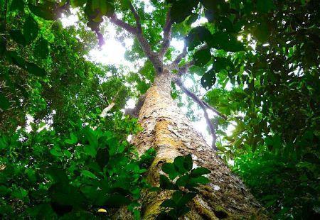 Camerún y el Congo grandes exportadores de madera