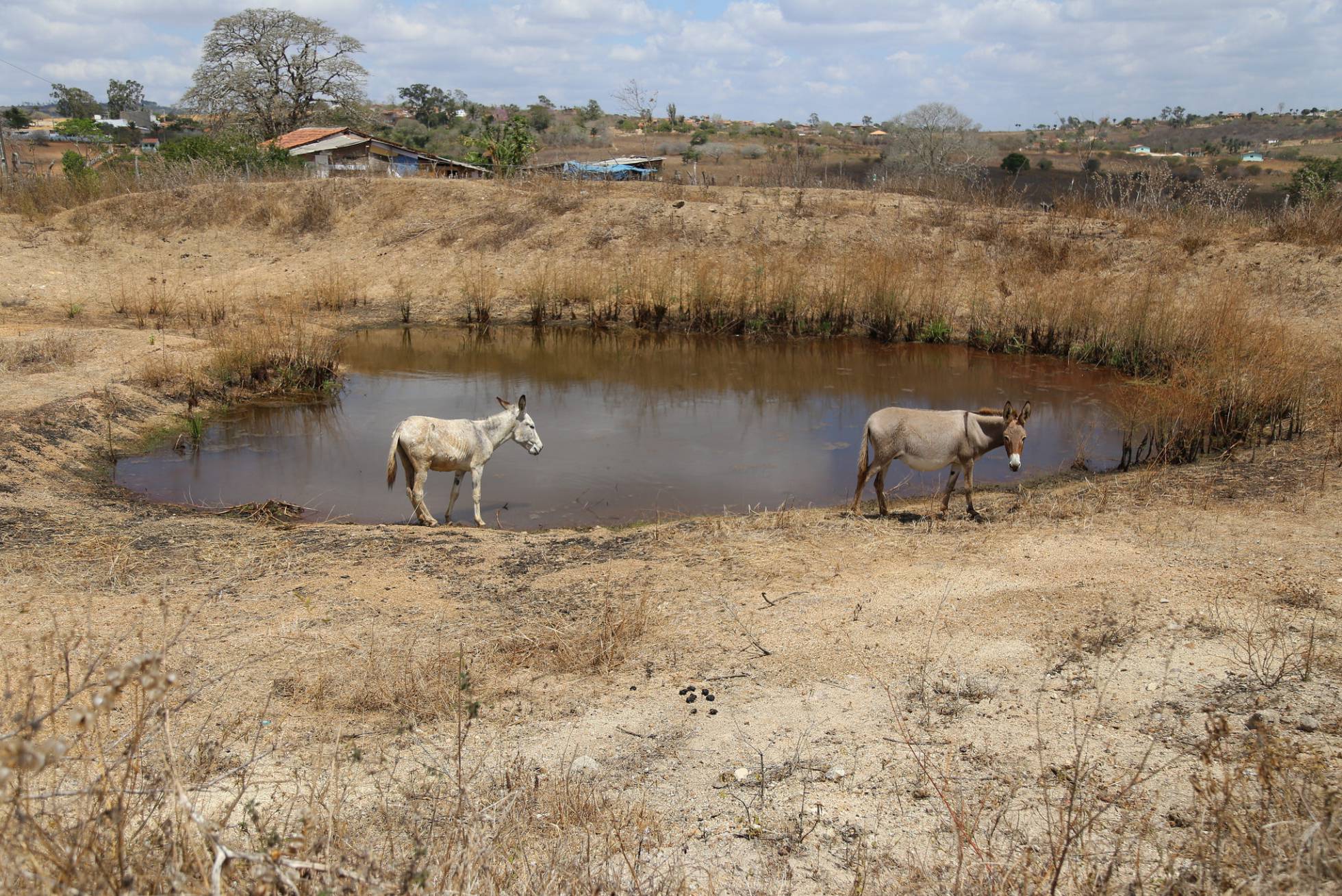 Sequia en América Latina