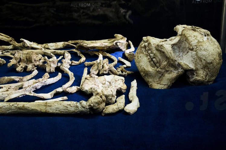 esqueleto fosilizado