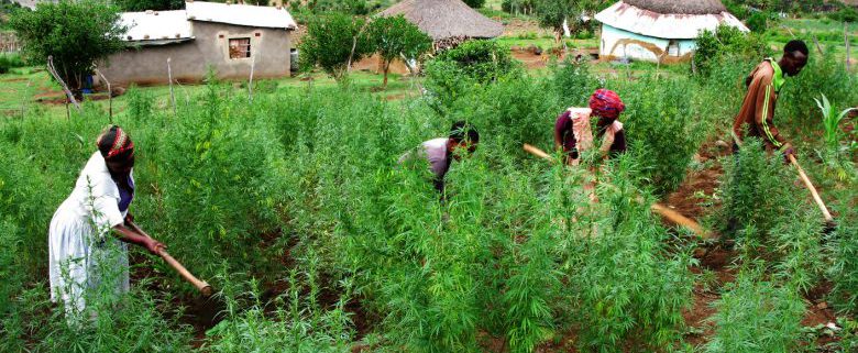 Cannabis en África