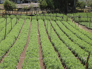 agricultura urbana