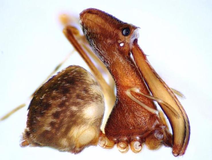 18 nuevas especies de arañas