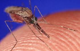 Fiebre del Valle Rift 