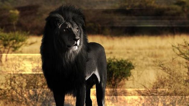 León Etiope o Abisinio