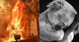 Más de la mitad de los koalas han muerto en Asutralia