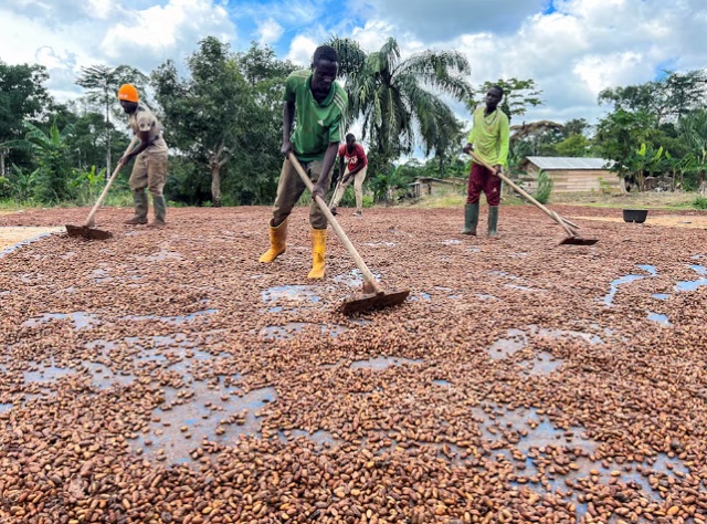  trabajadores secan al sol los granos de cacao en un patio de la aldea de Endaba/ Foto:REUTERS/Amindeh Blaise Atabong