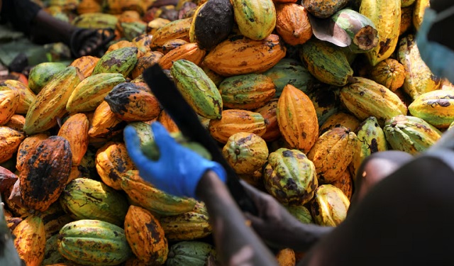 Trabajadores procesan las mazorcas de cacao cosechadas en una granja en Assin Foso Ghana