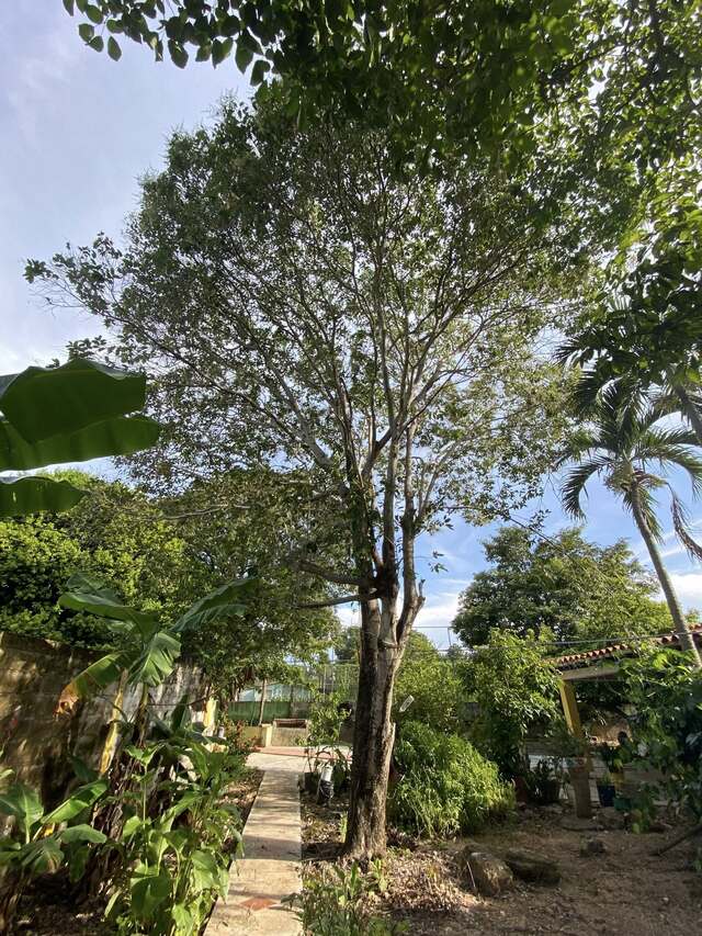 Merecure, topochos, roble patio este de la casa de Teresa Bolívar