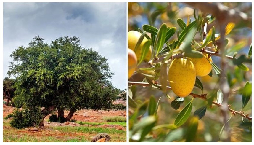 Arbol argán, patrimonio cultural inmaterial de la humanidad