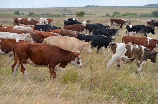 Foto: © Sputnik / Alexey Malgavko