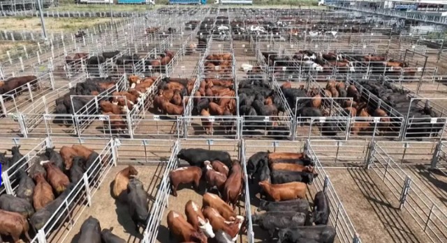 Foto: AP/Natacha Pisarenko