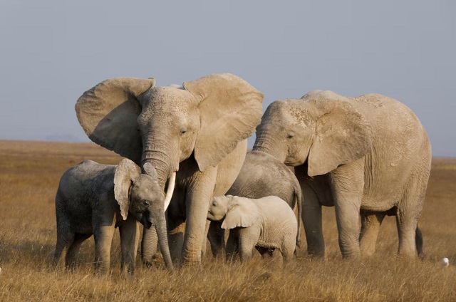  Elefantes pastando en el Parque Nacional Amboseli, Kenia, 11 de agosto de 2020. REUTERS/Baz Ratner/Foto de archivo. Adquisición de derechos de licencia.