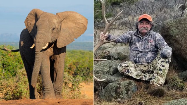 Un empresario murió en África durante una cacería. El ataque de elefantes reactivó la discusión sobre la caza de trofeos. (Nicosmit de Canva/Wagonhound Outfitters)