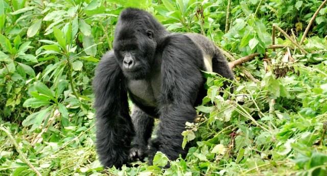 Parque Nacional del Bosque Impenetrable de Bwindi Uganda 1