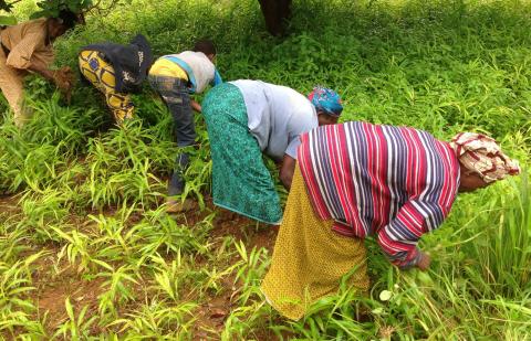 Agricultoras Guineanas