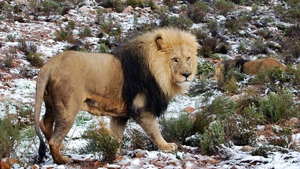 Leones entre la nieve en Sudáfrica