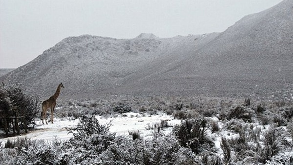 Jirafas entre la nieve en Sudáfrica