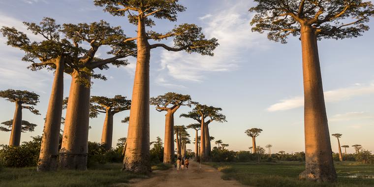 Baobabs Arboles Milenarios