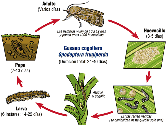 Ciclo del Gusano Cogollero