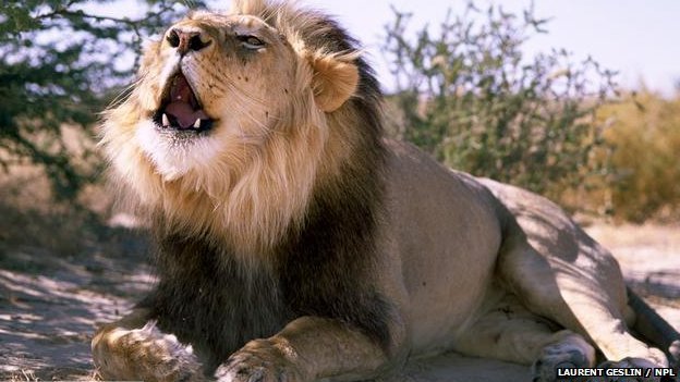 Descubren en África los restos de los leones más grandes jamás conocidos -  Centro de Saberes Africanos, Americanos y Caribeños