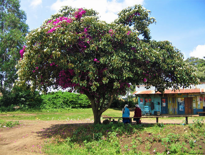 Estampa local en Keicho en el Valle del Rift de Kenia