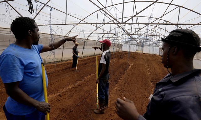 Los trabajadores se comunican mediante lenguaje de señas mientras cultivan la tierra del parque agricola Westonaria.
