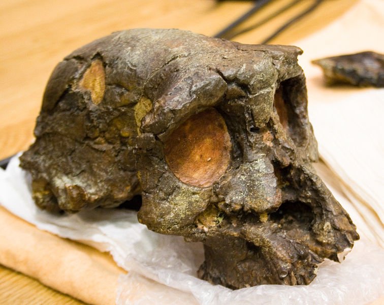 Toumai Craneo Fosil con 7000 años de antiguedad