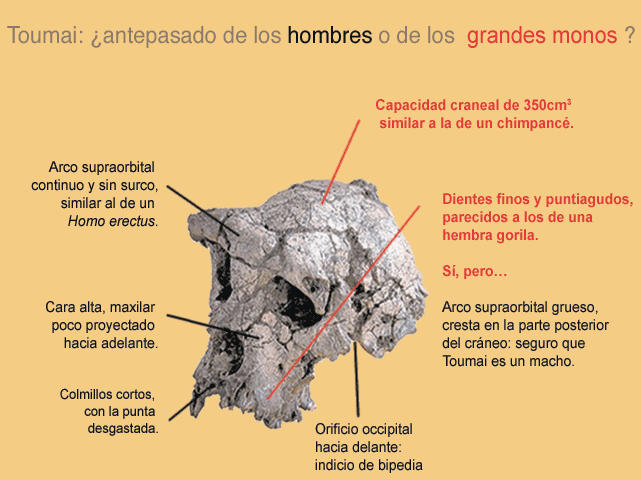 Toumai Detalles fosiles