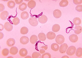 Trypanosoma africano