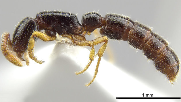 Zasphinctus Obamai