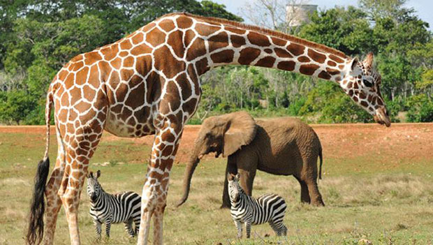 Zoologico de la Habana Cuba