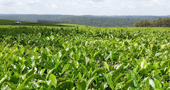 Las plantaciones de té inundan de verde todo el paisaje de la zona