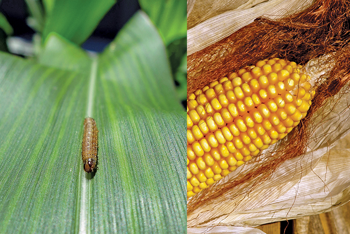 Monitoreo del gusano cogollero
