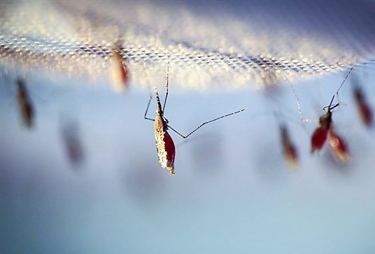 Anopheles, género de mosquito de la familia Culicidae, especie transmisora del parásito Plasmodium​ causantes de la malaria humana
