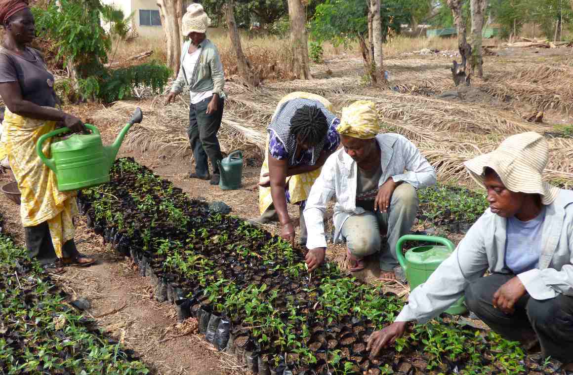 Las mujeres han desechado los productos químicos para el tratamiento de los cultivos