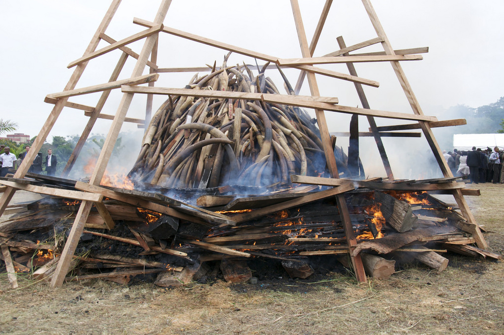Quemar m&aacute;rfil es buena se&ntilde;al